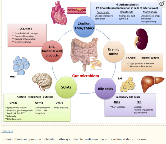 Gut biology's connection to many chronic illnesses