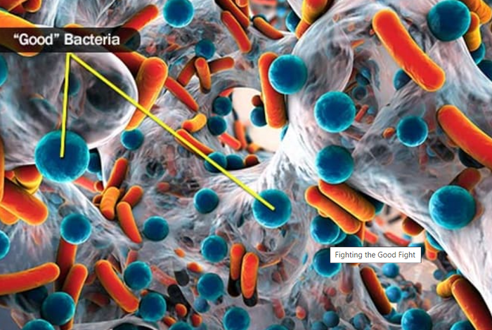 How your gut health affects your whole body.