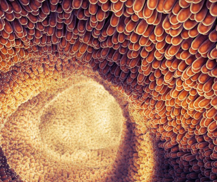 intestine, probiotics, gut health 