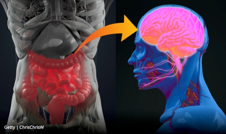 Gut-brain axis goes viral?