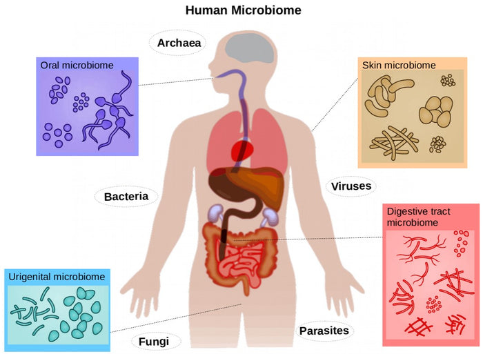 Personalised medicine and the microbiome